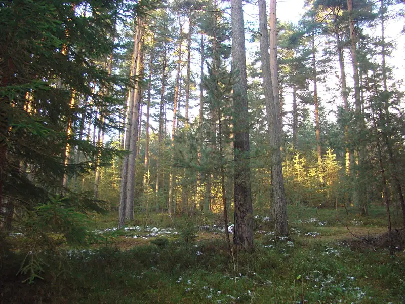 Prodej lesa 6010 m², Ločenice – náhled fotky 2