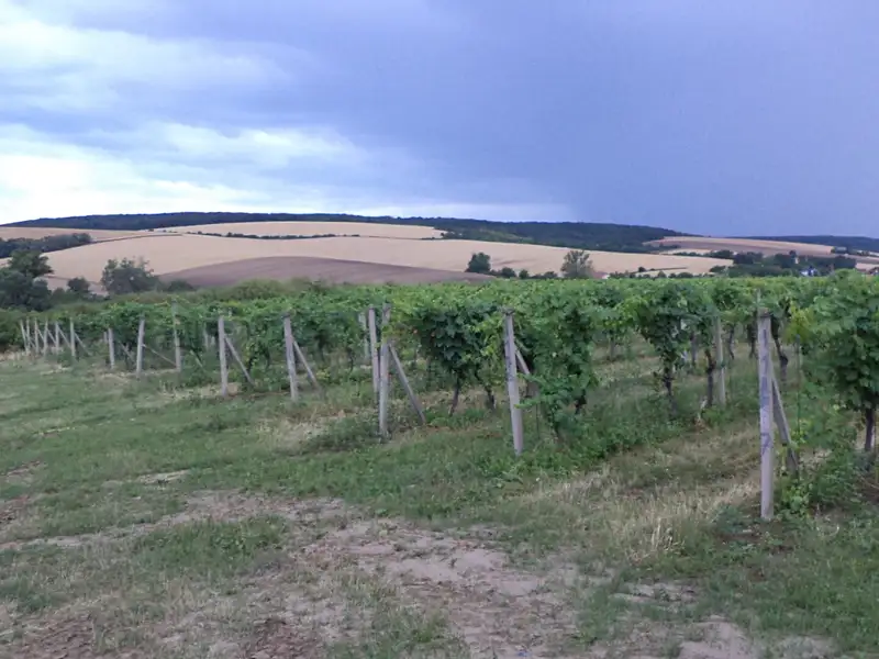 Dražba pole 4541 m², Morkůvky – náhled fotky 3