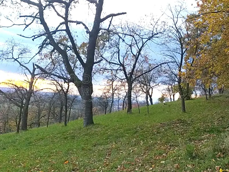 Prodej zahrady 3492 m², Přílepy – náhled fotky 2