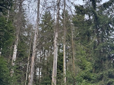 Prodej  lesa 34 704 m²