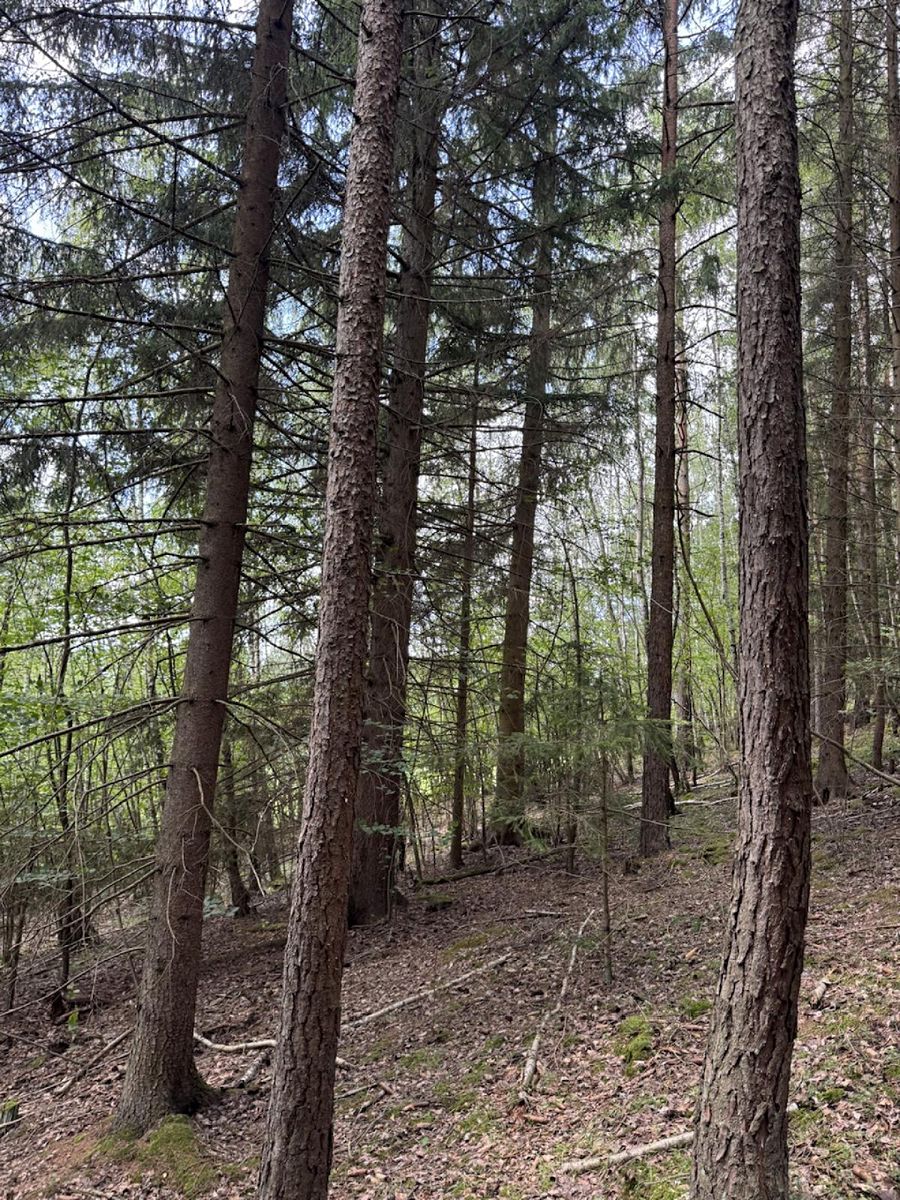 Prodej lesa 6930 m² – fotografie 3
