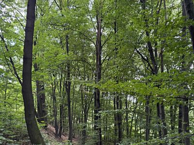 Prodej lesa 7118 m²
