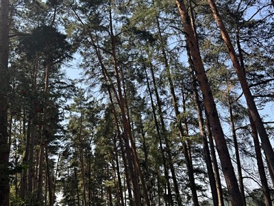 Prodej podílu 1/3  lesa 3 827 m²