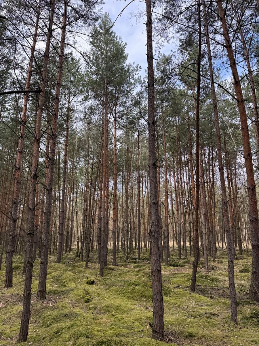 Prodej lesa 76710 m²