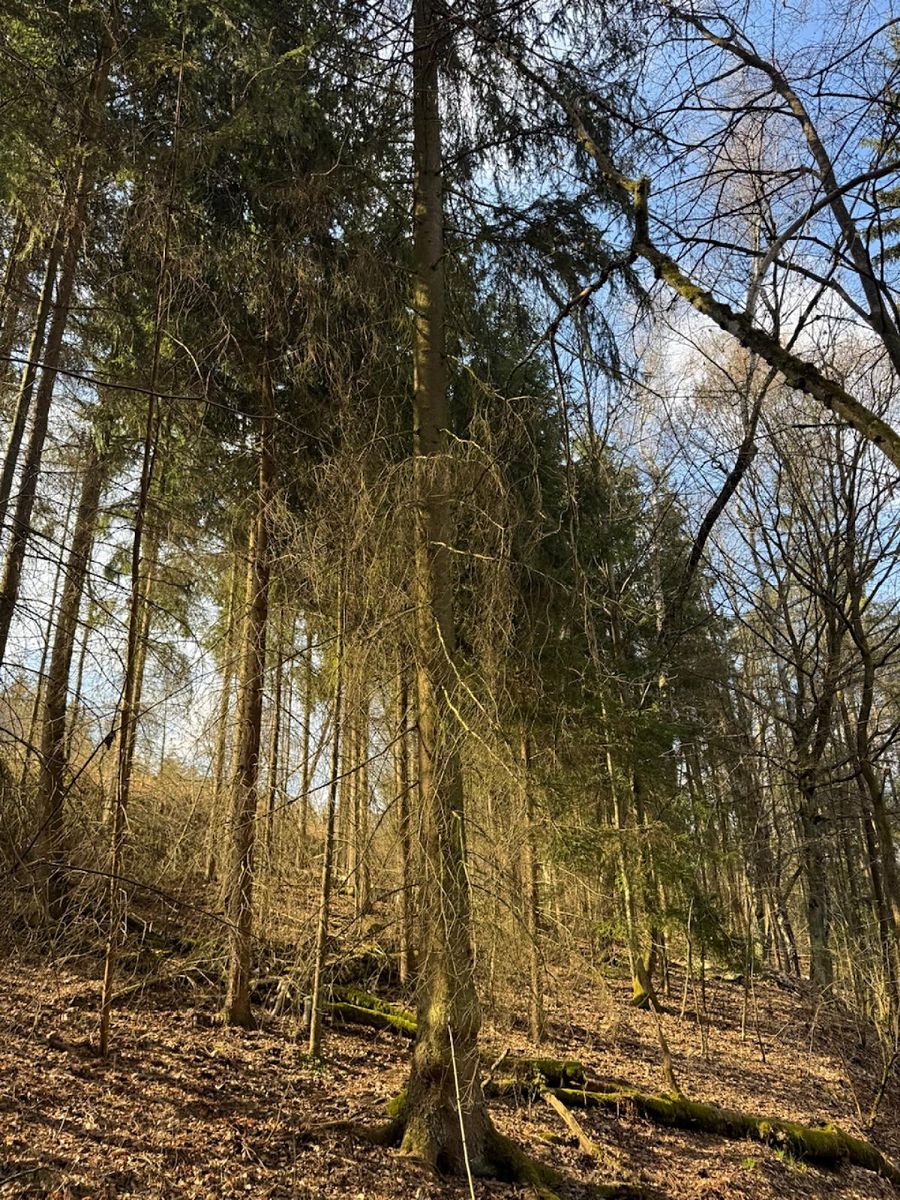 Prodej lesa 4730 m² – fotografie 3