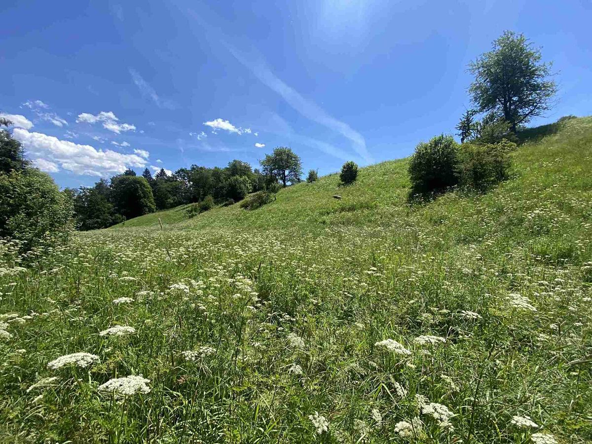 Prodej pole 5634 m² – fotografie 2