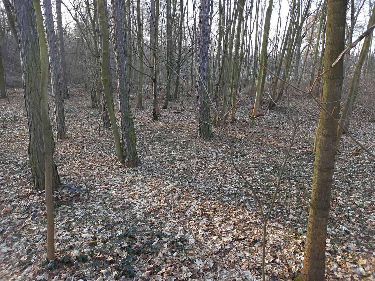 Prodej pozemku 2342 m² – fotografie 4
