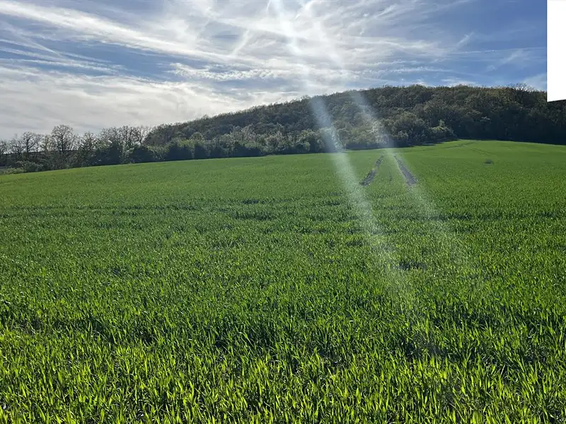 Prodej pole 4151 m², Polepy – náhled fotky 1