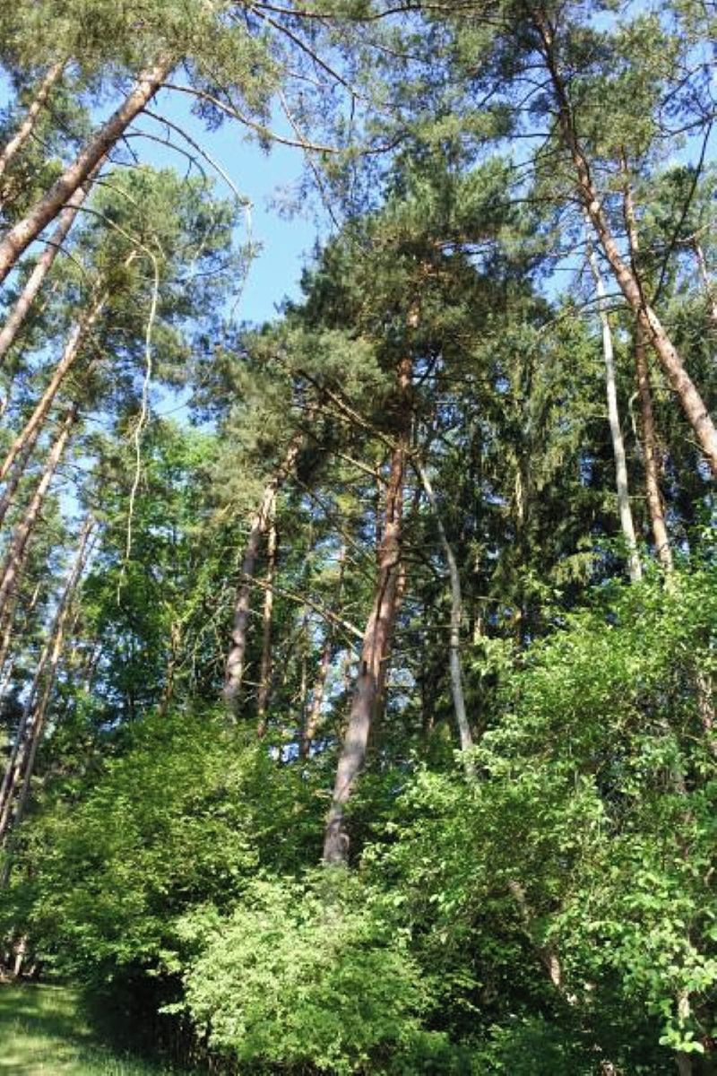 Prodej lesa 2510 m² – fotografie 4