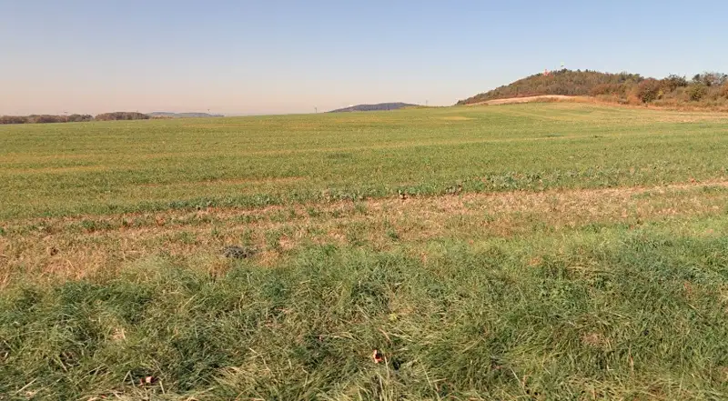 Prodej pole 28792 m², Dobroměřice – náhled fotky 3