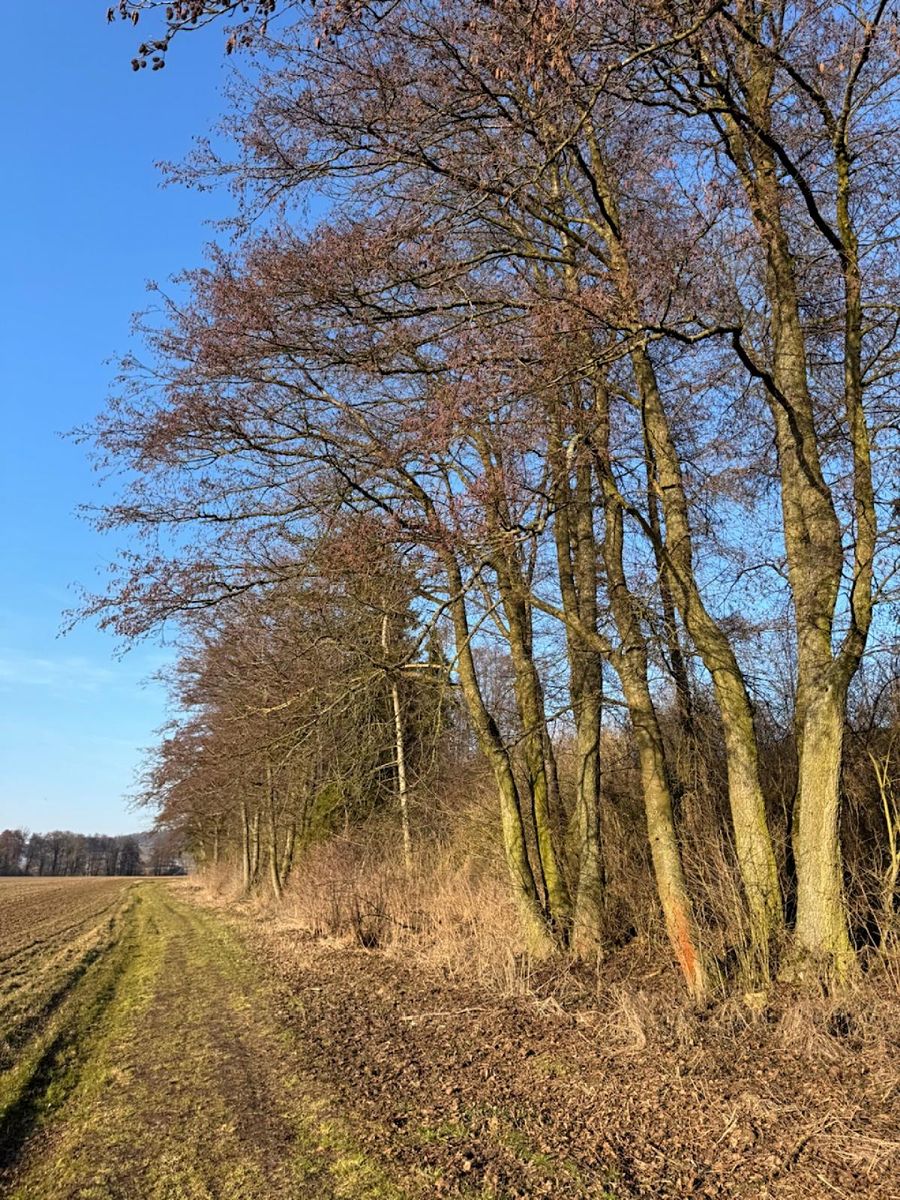 Prodej lesa 6437 m²