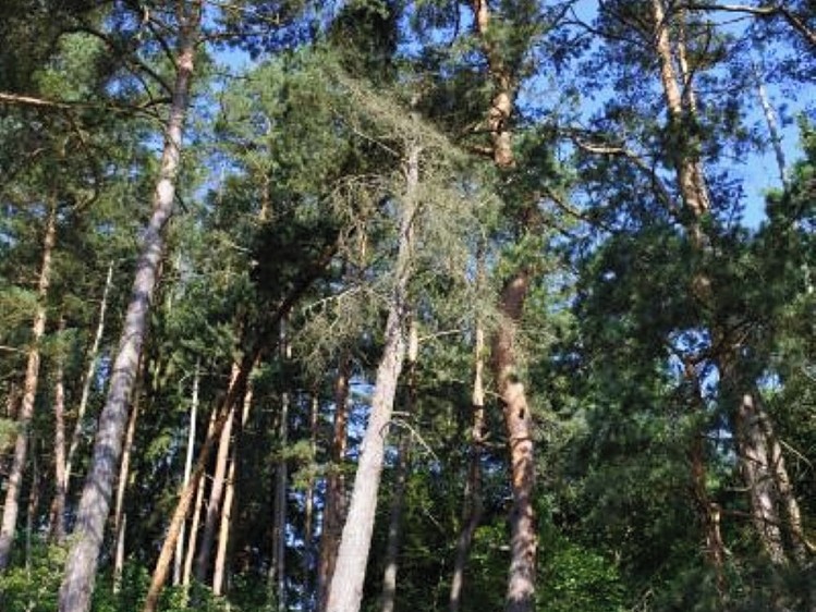 Grundstück zum Kauf, 2.510 m² (6 von 11)