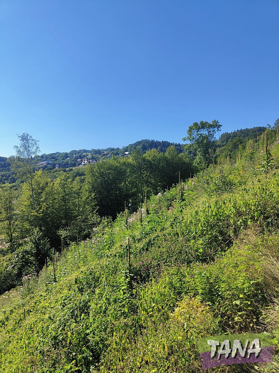 Prodej lesa 4922 m²