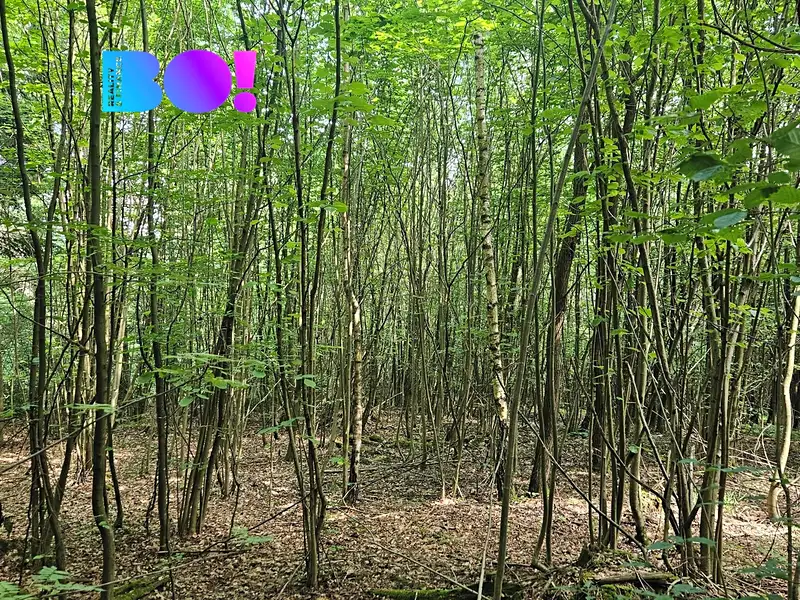 Prodej lesa 14596 m², Valašská Polanka – náhled fotky 3