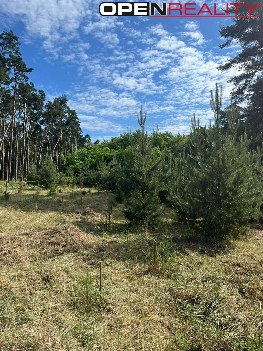 Prodej lesa 8713 m²