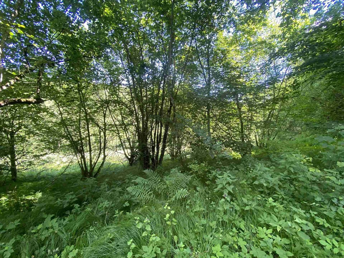 Prodej pozemku 3924 m² – fotografie 2