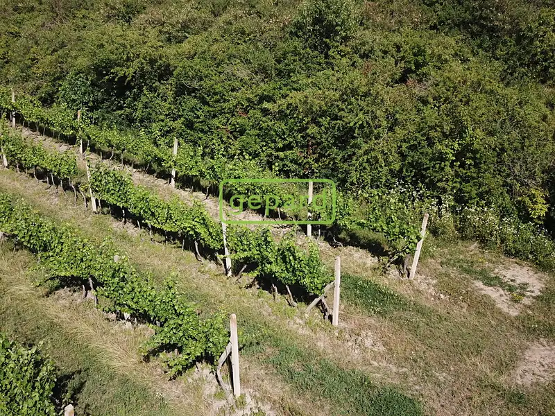 Prodej sadu, vinice 2166 m², Starovice – náhled fotky 3
