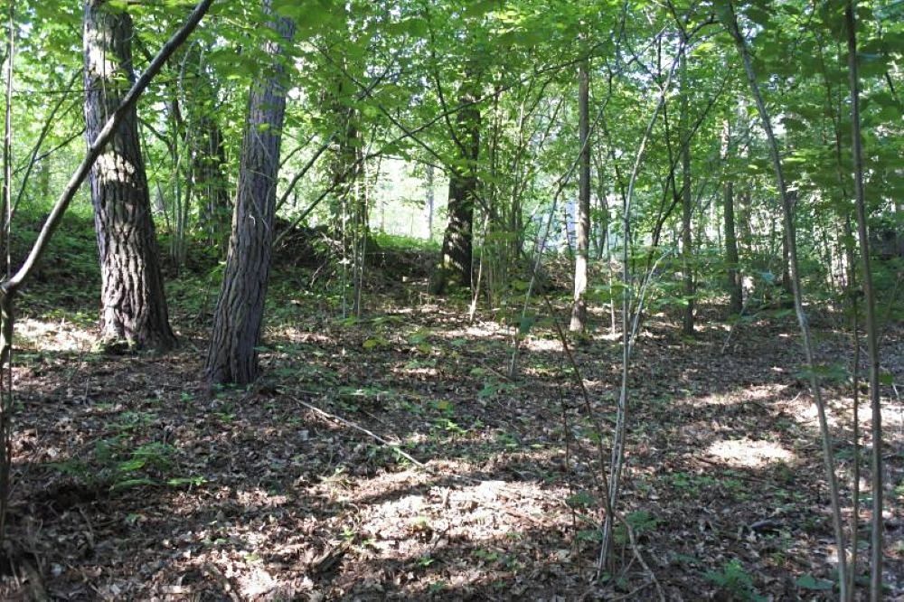 Prodej lesa 2510 m²