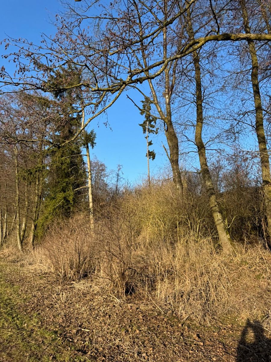 Prodej lesa 6437 m² – fotografie 3