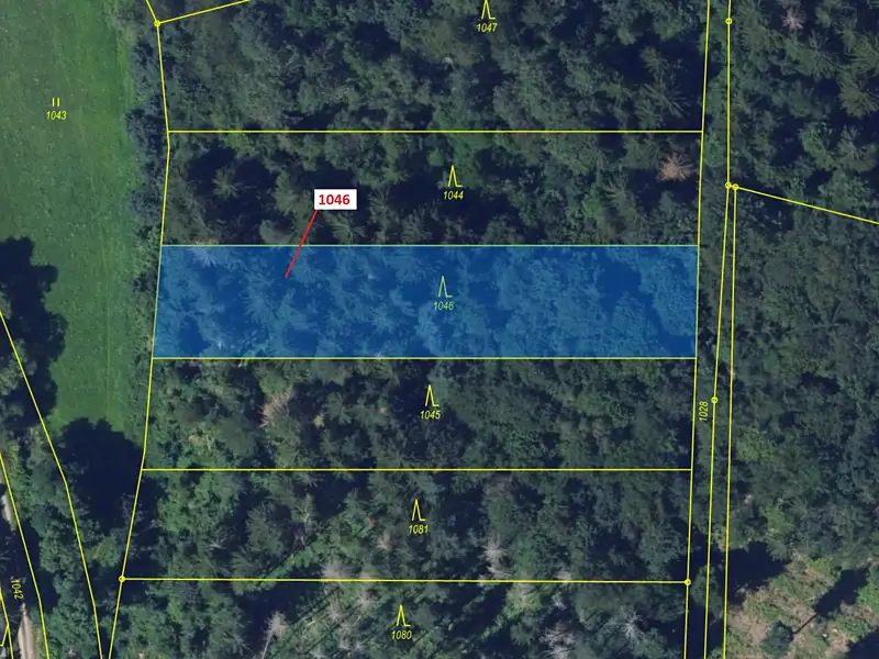 Dražba lesa 2432 m², Vír – náhled fotky 2