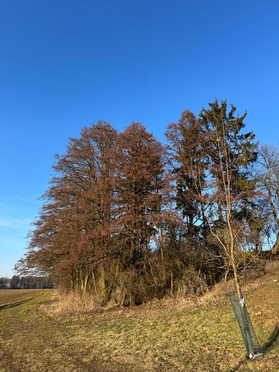 Prodej lesa 6437 m² – fotografie 2