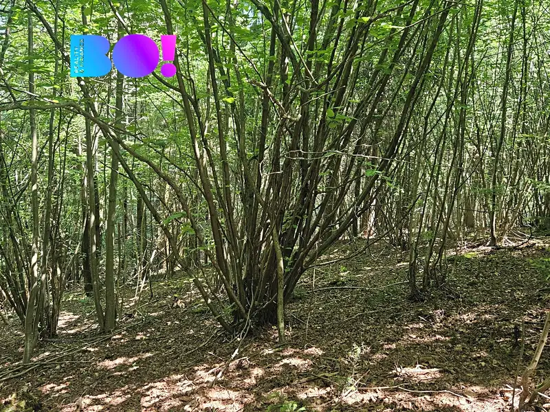 Prodej lesa 14596 m², Valašská Polanka – náhled fotky 2
