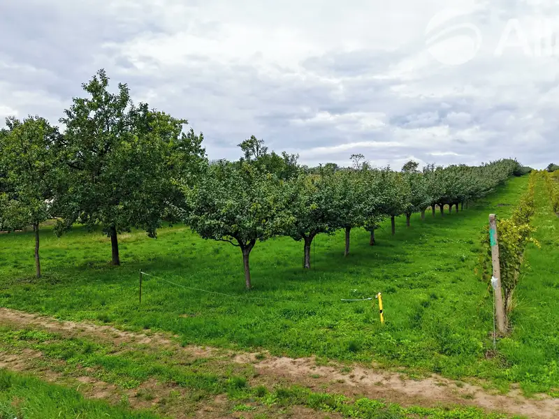 Prodej stavebního pozemku 1865 m², Starý Poddvorov – náhled fotky 1
