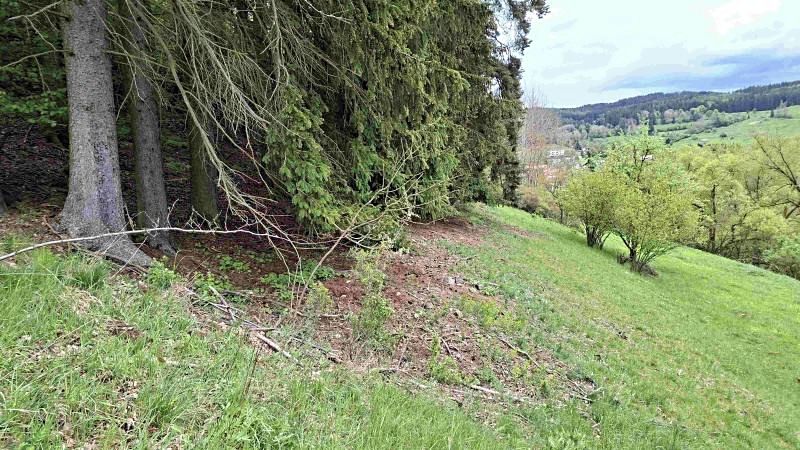 Prodej lesa 11646 m² – fotografie 2