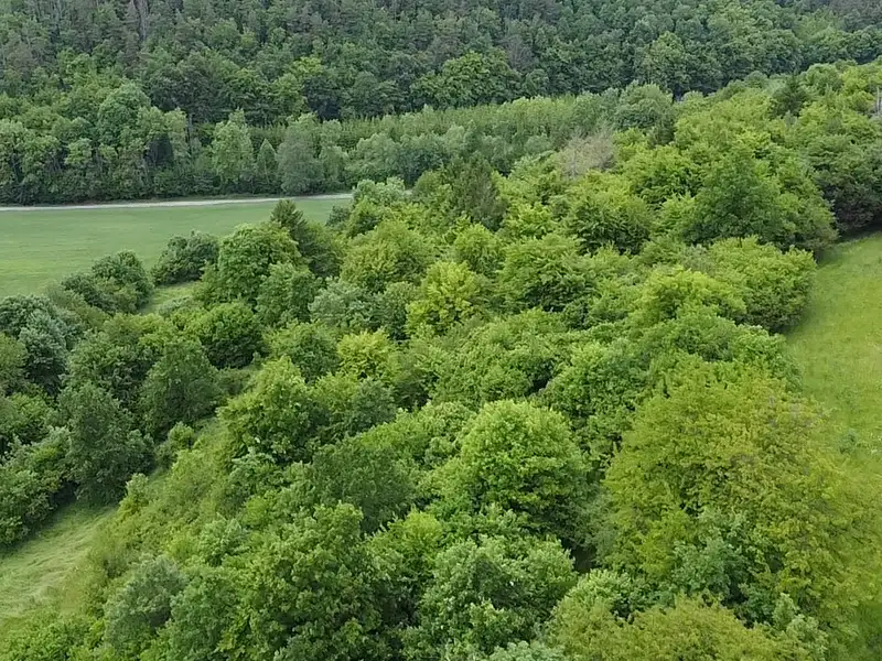 Dražba louky 6028 m², Skorotice – náhled fotky 3