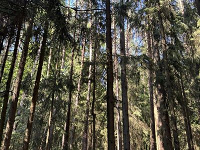 Prodej lesa 13667 m²