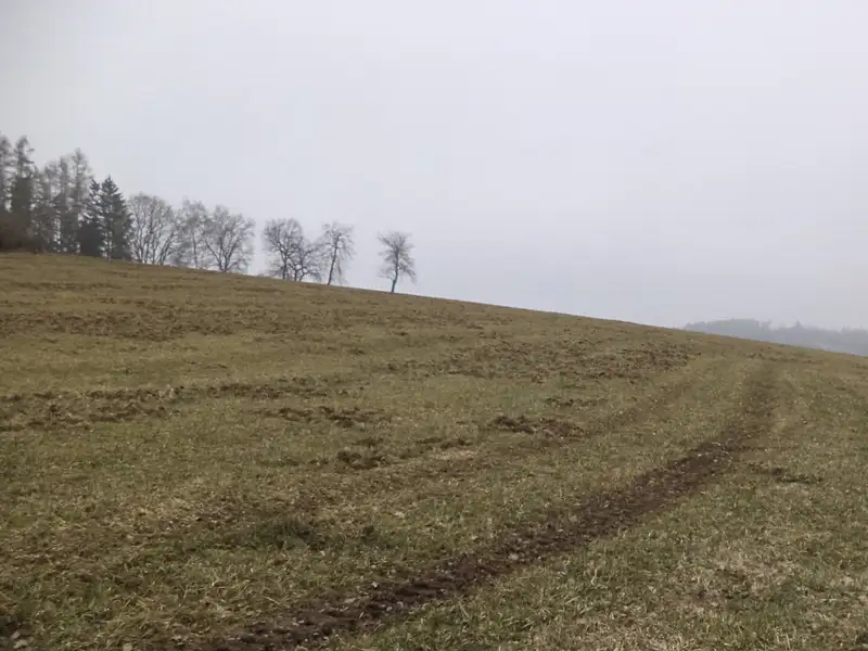 Dražba pole 9983 m², Zvěstov – náhled fotky 3