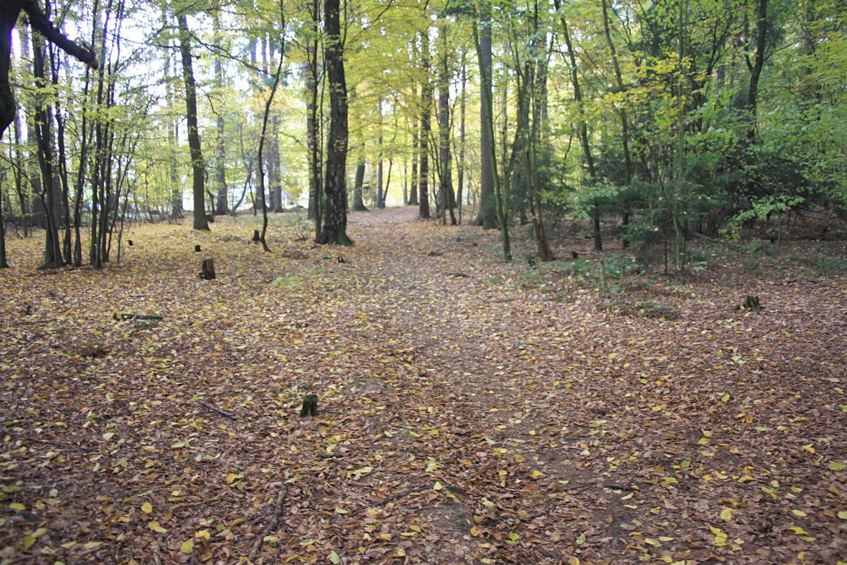 Prodej lesa 15479 m²