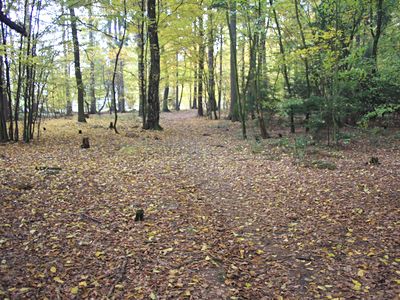 Prodej lesa 15479 m²