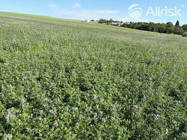 Prodej pozemku 2477 m² – fotografie 3