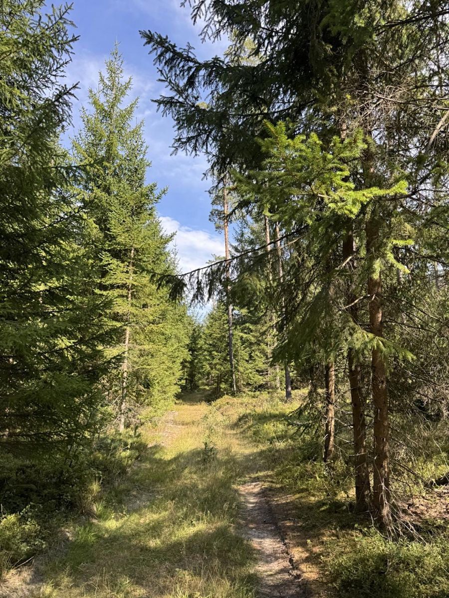 Prodej lesa 67560 m² – fotografie 5