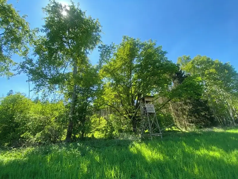 Prodej lesa 22535 m², Kropáčova Vrutice – náhled fotky 1