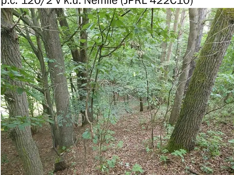 Prodej lesa 323 m², Nemile – náhled fotky 3