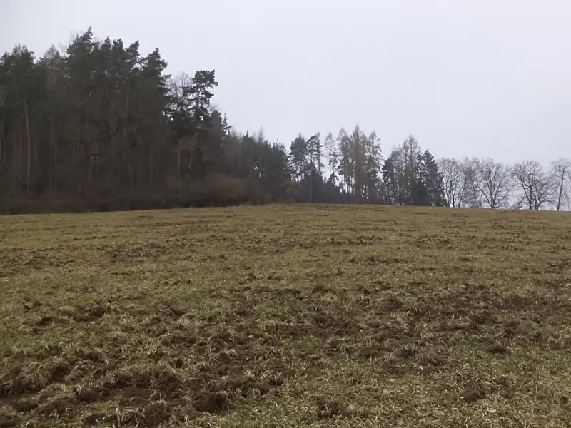Dražba pole 9983 m², Zvěstov – náhled fotky 1