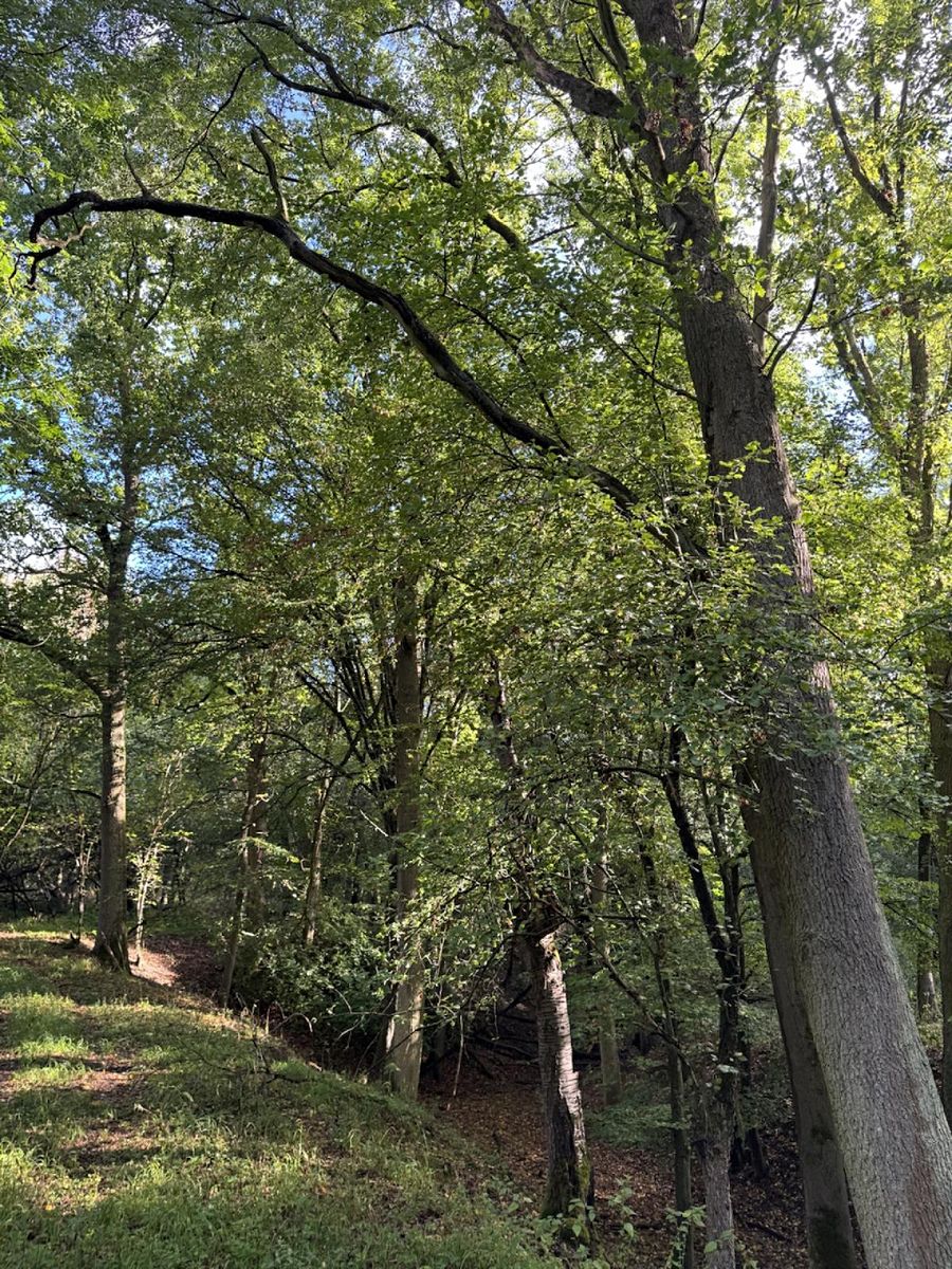 Prodej lesa 14963 m²