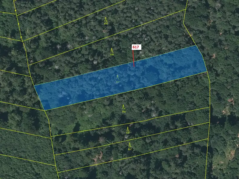 Dražba lesa 4280 m², Rabí – náhled fotky 2