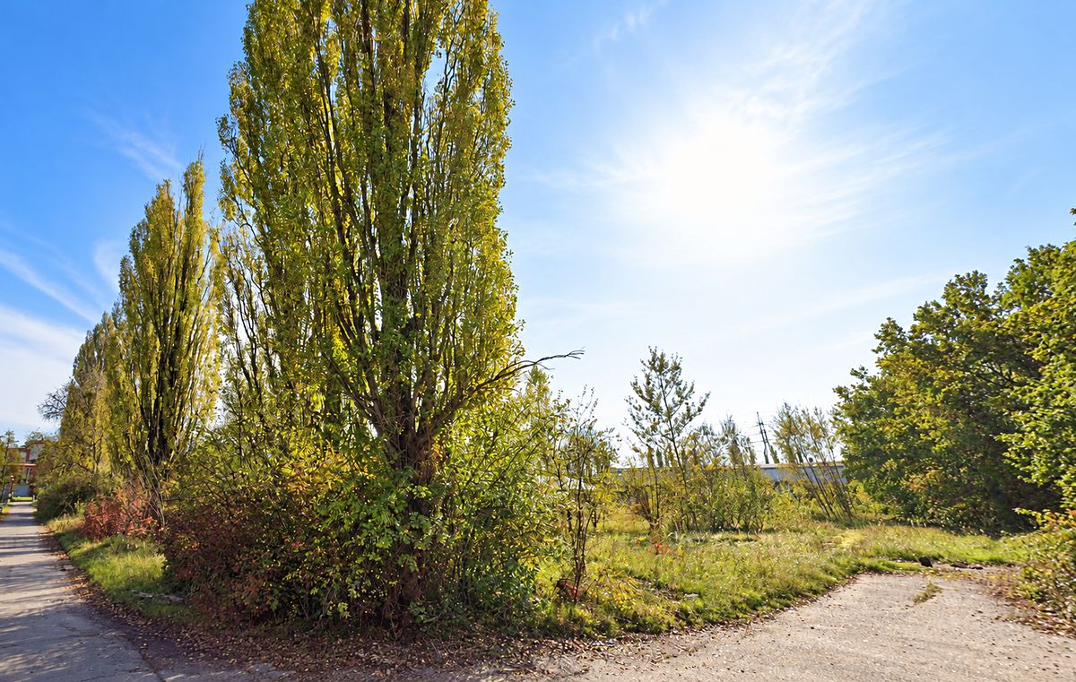 Prodej komerčního pozemku 9932 m² – fotografie 2