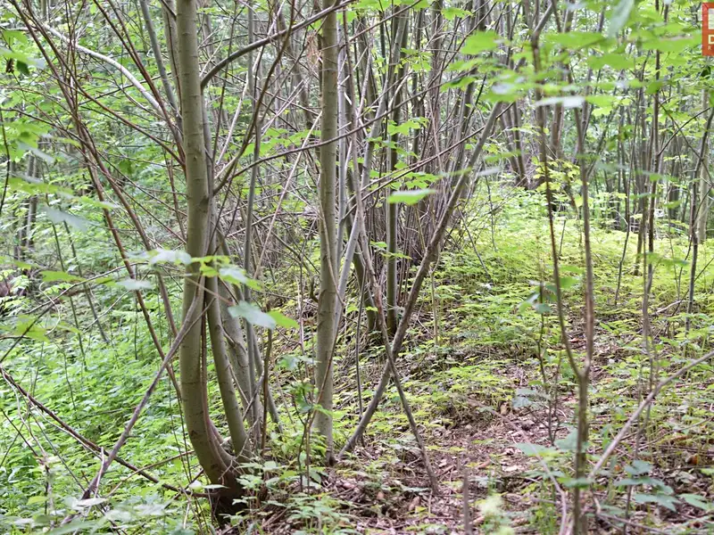 Prodej pozemku 4584 m², Horní Heřmanice – náhled fotky 3