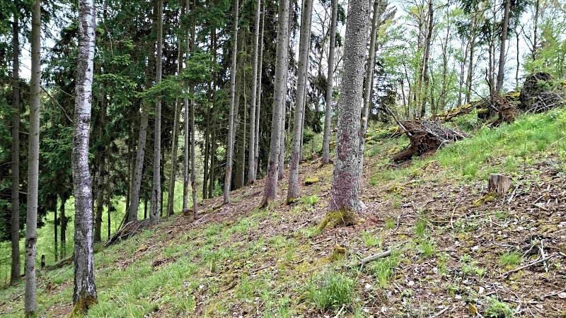 Prodej lesa 11646 m² – fotografie 3