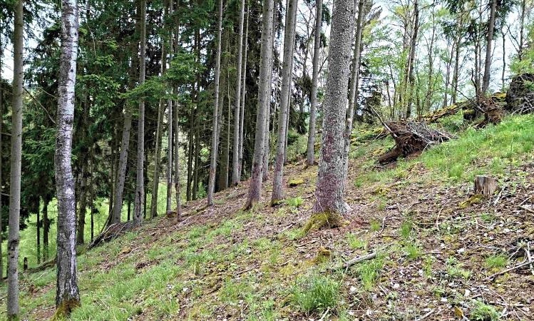 Grundstück zum Kauf, 11.646 m² (3 von 6)