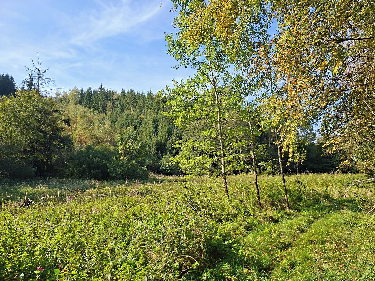 Prodej louky 3463 m²