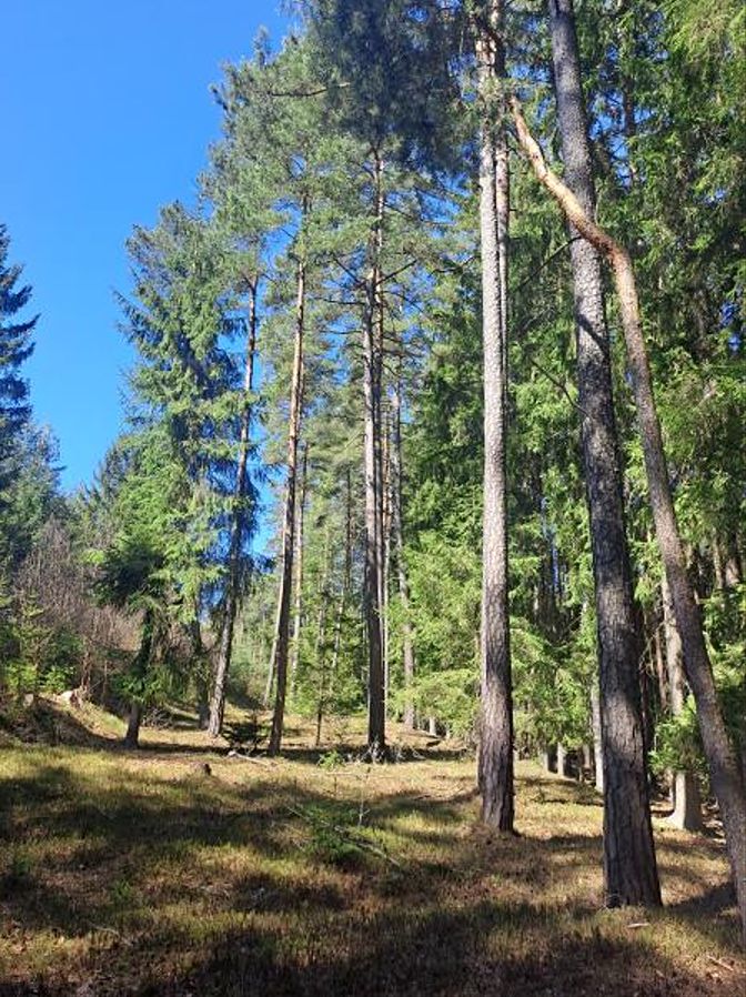 Prodej lesa 2392 m², Strmilov – fotka 1 z 3