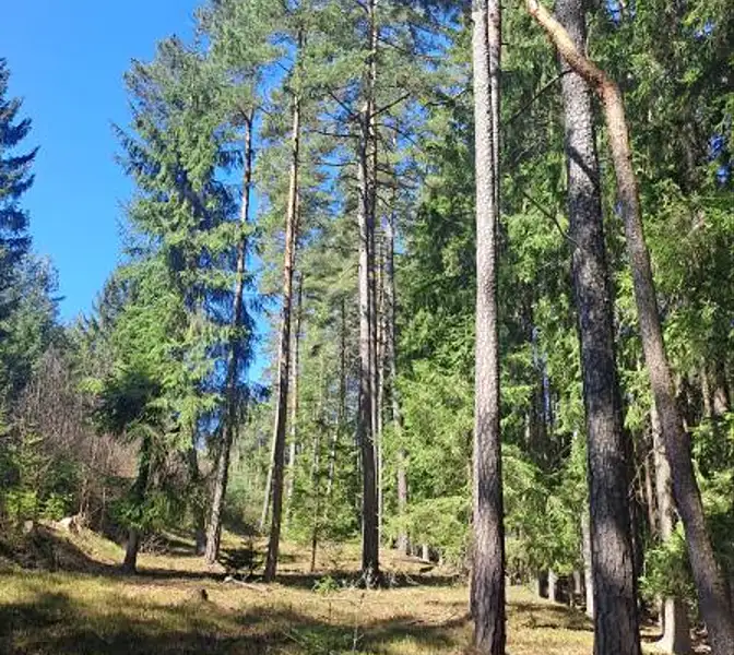 Prodej lesa 2392 m², Strmilov – náhled fotky 1