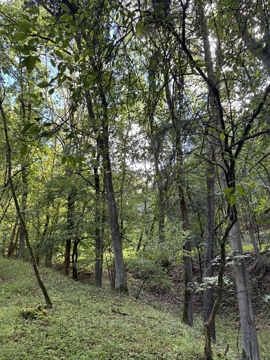 Prodej lesa 14963 m² – fotografie 3
