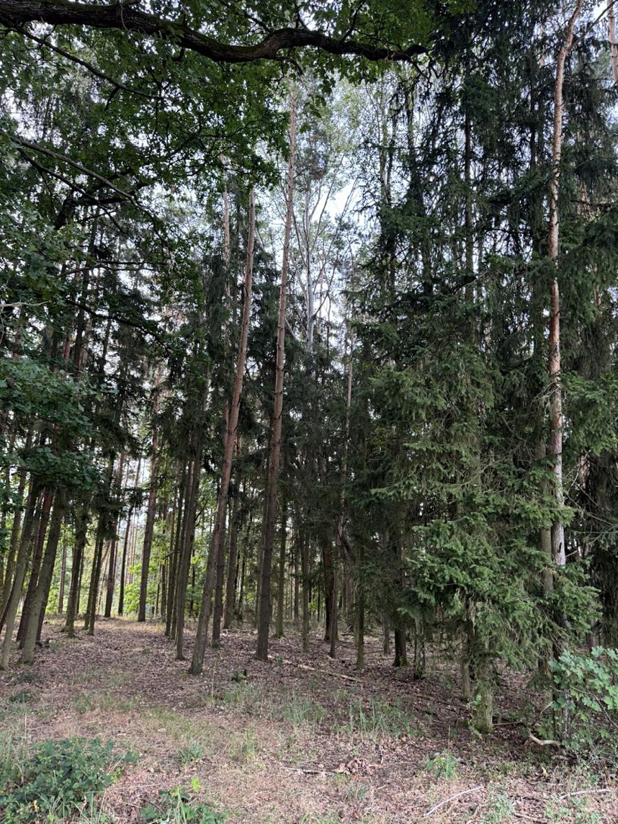 Prodej lesa 2639 m² – fotografie 2
