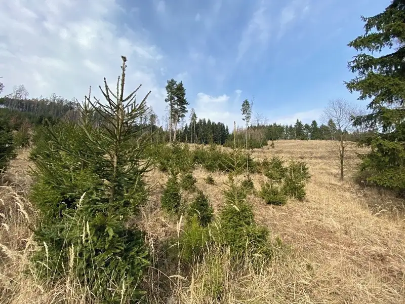 Prodej lesa 22535 m², Kropáčova Vrutice – náhled fotky 3
